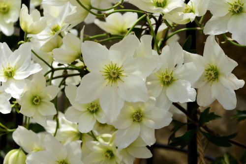 The Clematis Avalanche gets its name from the literal avalanche of flowers it provides. Come spring time you will enjoy pure white flowers that have gold stamens end create a literal blanket of foliage and flowers. It will naturally trail down any embankment you have and look like an avalanche of snow.