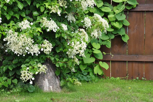 If there is an area of your garden where you want some privacy, perhaps natural growth that creates a privacy screen or you simply want to cover up an unsightly garden shed, climbing hydrangeas are the best solution. 