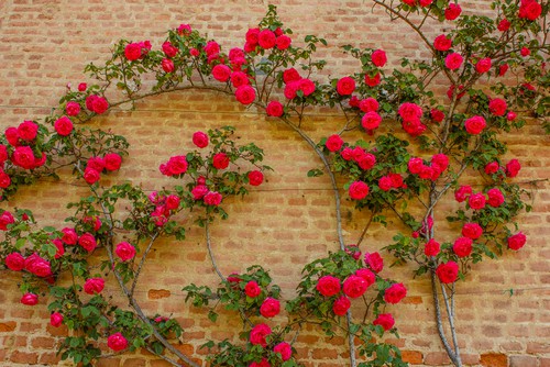 Climbing roses are not self clinging so need a support to climb, you can either fix horizontal wires 30cm apart or use trellis. You should have 2-4 strong stems which can be spread out evenly to fill the space and tied into place onto either the horizontal wires or trellis. Tire in further shoots as they grow. If you have trouble getting the branches to shoot, cut back the tips of the shoot to encourage new growth.