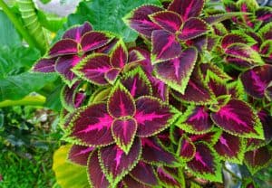 Coleus brings with it delayed flowering with a focus more on prolific branching. These plants do much better in shade than they do in full sunlight. However, if you put them in a pot located somewhere they will receive morning sunlight and then shade throughout the rest of the day, you can achieve the optimum brightness in the leaves and they look amazing.
