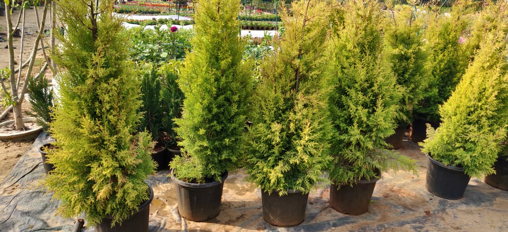 When you set about planting your Conifer hedge you want to do it either in the springtime or in the autumn while the ground is still warm and they will put out some root before winter really sets in. In general, springtime is best, particularly early spring because it allows the root system time to establish itself and has all summer to get established. Similarly planting an Autumn allows the plants to establish themselves a little before winter time so that they can establish their strength long before the first spring.