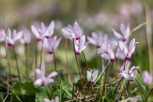 Cyclamen persicum which is a free-flowering and hardy plant. Normally though, the Cyclamen persicum is used as an indoor plant so it will mix well with Ophiopogon planiscapus ‘Nigrescens’ in pots. 