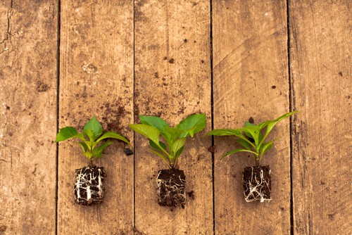 After the new shoots that emerge from the tuber have three or four sets of leaves you can take a cutting by slicing right down to the tuber and cuttings a tiny piece of the tuber with the cutting and place it in a pot, 9cm are ideal and we recommend you insert 3 cutting around the edge of each pot. 