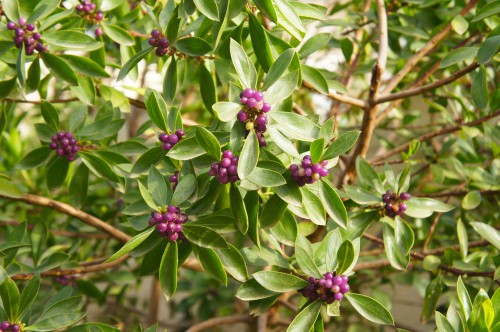 This is a wonderfully fragrant Evergreen that is perfect to plant in areas where you want sweetness in the air. The leaves themselves are long and narrow, deep green and edged with creamy gold. At its height, it will spend upwards of 1.2 M and spread 1.8 M at full maturity. It needs only occasional watering and is incredibly tolerant of light, open, or dappled shade. If your garden is regularly visited by dear, this is a great consideration as it's resistant to Deer but it still brings bees and butterflies to the garden. Come springtime small flowers appear with sweet purple and lilac buds.