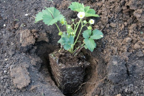 When you are ready, dig out a hole for the plant you have purchased that is 5 cm deeper than the root ball of the container in which your strawberries arrived.