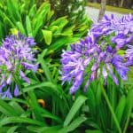 Dividing agapanthus - step by step guide
