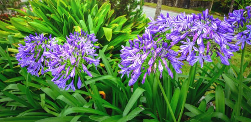 Dividing agapanthus - step by step guide