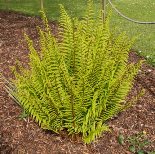 Also referred to as the Golden Shield Fern, this deciduous fern produces beautiful fronds that can reach over one meter in length. The colours you get will start with a bright yellow green and then as it matures reach a rich green. Perfect for growing on comtainers in shade.