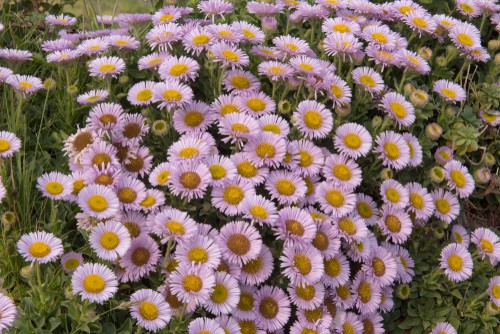 Perfect for edging along your pathway, filling in the gaps of a rock garden, or encouraging ground cover in a coastal region, this plant is a free blooming, verdant plant which produces tight, uniform sections of growth replete with flowers the tips of which start out bright pink and soften toward the centre where the golden stamen awaits. 