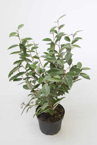 This hybrid broadleaf evergreen is easily grown in well-drained soil with partial sun or full shade. It is tolerant of shade but it does best with full sun. The lack of sunlight will deter flowers but the plant itself will be sustained. This is a very fast growing shrub and just like other shrubs on this list, it is incredibly tolerant of a wide variety of soils even soil that is otherwise considered poor and infertile. As long as you don't have incredibly wet soil or incredibly dry soil it will do just fine.