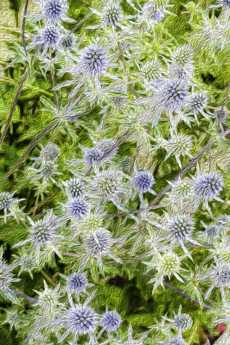 Commonly referred to as a sea holly this unusual species of plant takes on a very distinct shape and is actually a perennial, meaning it does back every winter and regrows in spring. It has green foliage that is marbled with white throughout the centre. It grows in a compact design and as it gets older the stems branch out. In the branching, heads are white flowers that have blue bracts. This type of flower blooms in the middle of summer and offsets the deep green colour of the foliage.