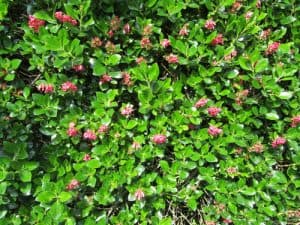 The apple blossom is a compact shrub that has dark green leaves growing along racemes. The Chalice shape it takes on lead way to pink and white flowers that are quite tiny, about 12 mm in which each. When grown it will produce green foliage all year round with the white and pink flowers come summer. It's very bushy and can reach up to 2.5 meters in height and spread at full maturity. Like most fast-growing shrubs, this will tolerate a wide range of environments.