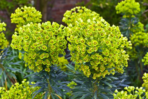 Euphorbia amygdaloides - perfect for shade
