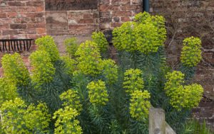 Known as the spurge, this is an upright plant that grows with a woody base and green stems. It reaches up to a meter in height and spread and is a little unusual compared to most other shrubs. The leaves are blue-green in shade arranged in spirals along the stems each of which is topped by greenish-yellow flowers that have stunning incandescence.