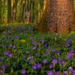 In these articles, we look at 10 of the best evergreen ground cover plants. Perfect for covering large open spaces. filling in gaps between plants and suppressing weeds.