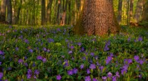 In these articles, we look at 10 of the best evergreen ground cover plants. Perfect for covering large open spaces. filling in gaps between plants and suppressing weeds.