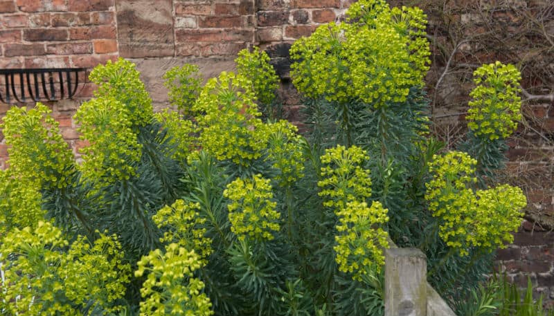 Looking for Fast Growing Evergreen Shrubs? Whether you're looking to fill a gap, plant a screen or create a hedge we have 12 shrubs to consider for all situations.