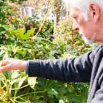 Fatsia Japonica Care Guide