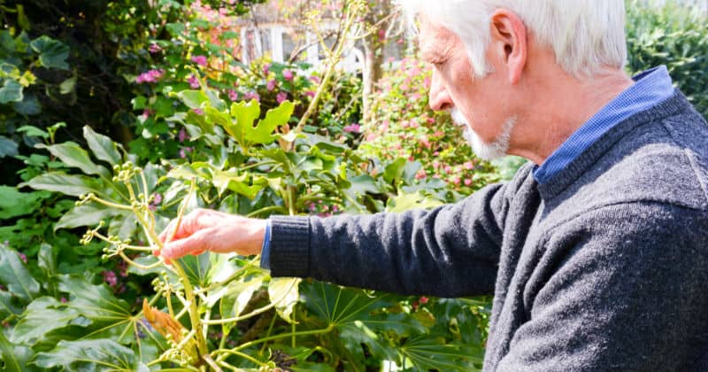 Fatsia Japonica Care Guide