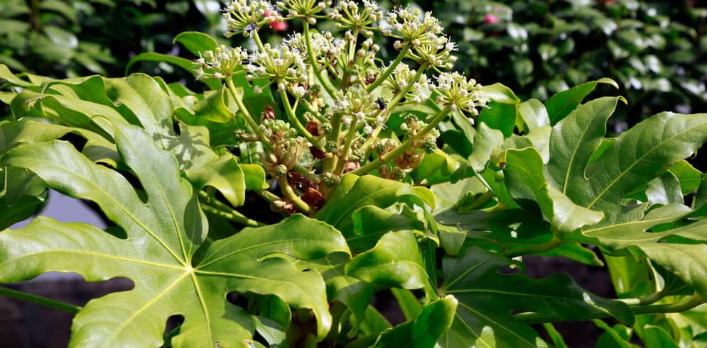 Fatsia japonica pruning