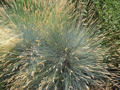 The final option for your coastal garden is a type of ornamental grass called Festuca Glauca which spreads approximately 30cm and reaches heights of only 40cm. It grows very easily in dry or medium soil that is well-drained. It prefers full sunlight which will produce the best foliage but is tolerant of shade.