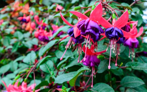 Fuchsia shrub ideal for a shady position