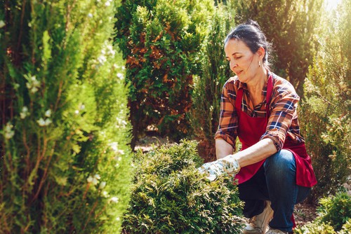 When you first plant your conifer you want to water it thoroughly so that any air pockets are removed and the roots are able to access that water. Keep an eye of how moist the soil is for the first few months and remember that when first planted, they only have a small root system. Even if it has been raining, the conifers foliage can act like a canopy preventing the rainwater from reaching the plant's rootball. 