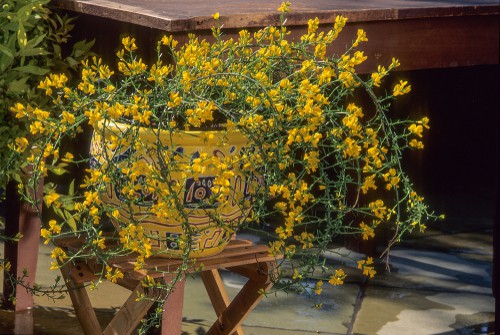 This is an incredibly compact dwarf shrub that produces a sea of tiny, pea-sized flowers that are bright yellow and so floriferous they block site of any greenery underneath. Aside from aphids, this shrub is virtually disease-free and you can prune it after flowering if you want to maintain a certain size or shape. It is incredibly tolerant of drought, heat, and deer resistant for those of you with gardens full of deer guests. It's very slow growing and it creates a sprawling cluster of trailing branches as it grows. It won't get more than 30 centimetres tall and upwards of 60 centimetres wide. Tolerant of acidic and alkaline conditions, and thrives best as ground cover, in containers, on banks or slopes, and is the perfect addition to almost any type of garden design.