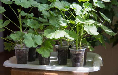 Geranium cutting growing in pots