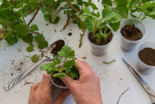 You can always overwinter your geraniums by taking cuttings and its an excellent way to start the year with fresh new plants in spring. Cuttings are a more effective way to keep a plant you already love without the risk of your geranium losing its floriferous qualities. More importantly, these small plants take up less space and they'll provide you with more blooms throughout the subsequent seasons.