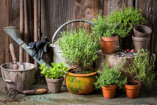 You can grow your Lavender in pots from seed, from cuttings, or from pre-established plants that you purchased from a nursery or garden centre which is the most popular choice as its instant. 