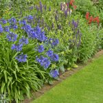 Growing agapanthus - the beginners easy to follow guide