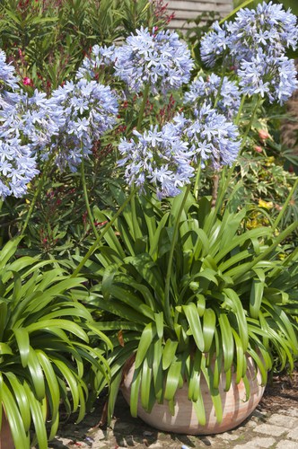 Growing agapanthus in pots