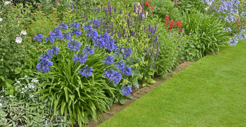 Growing agapanthus - the beginners easy to follow guide