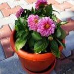 One of the best ways you can successfully grow dahlias is in pots, smaller varieties are best such as bedding dahlias but tall varieties grow well in large pots too.