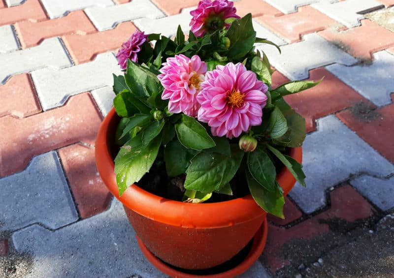 One of the best ways you can successfully grow dahlias is in pots, smaller varieties are best such as bedding dahlias but tall varieties grow well in large pots too.