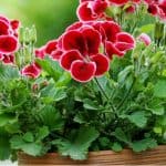 Growing geraniums can be very enjoyable and they are perfect for growing both indoors and outdoors. We look at everything you need to know about geraniums.