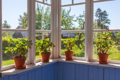 Knowing how to make your geraniums survive the winter starts with bringing them inside. They can fare very well inside if they get lots of bright light. They prefer cooler temperatures though so it's best to put them in a window where they are not close enough to get a draft but the area does stay cool and get ample sunlight.