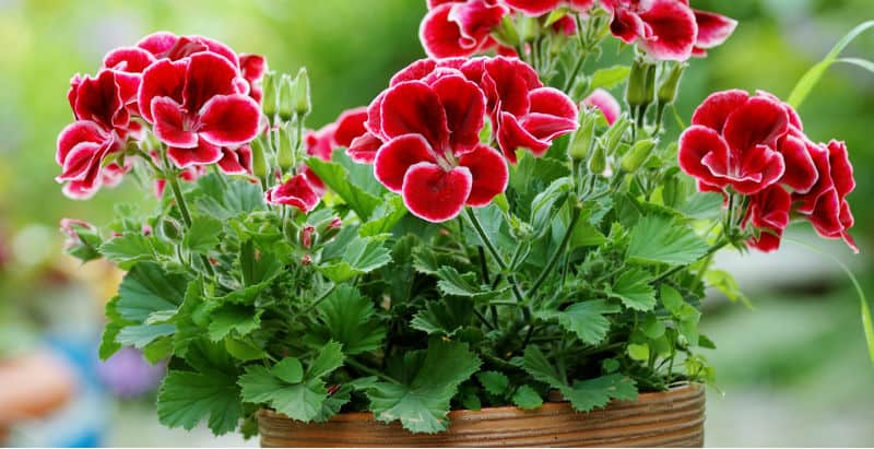 Growing geraniums can be very enjoyable and they are perfect for growing both indoors and outdoors. We look at everything you need to know about geraniums.