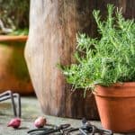 In this post, we have an exciting article on growing Rosemary in pots. Easy to understand guide on planting and caring for Rosemary in pots everything you need to know.