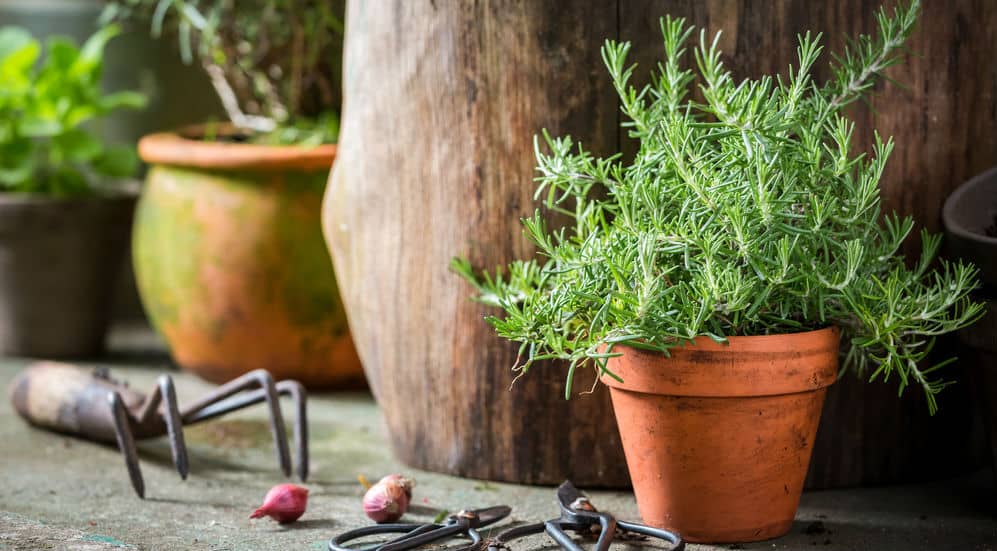 In this post, we have an exciting article on growing Rosemary in pots. Easy to understand guide on planting and caring for Rosemary in pots everything you need to know.