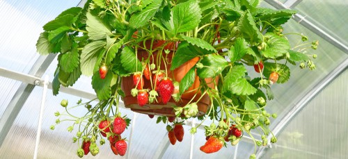 Knowing how to plant strawberries in hanging baskets is very simple. Make sure that you have selected the appropriate location which still affords the strawberries protection from the elements while guaranteeing sun exposure.