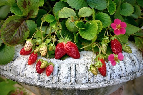 If you are growing strawberries in containers you should follow the same rules as listed above but you will need to use a potting soil mixture rather than just planting them directly into the ground with the existing soil and a mixture of compost.