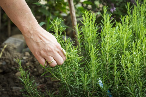 If you look at the stem you will see the younger stems that are green and as you get near to the base of the plant you will see the harder, old wood. You want to harvest the young stems and the young leaves that are still green if you prefer the best taste.