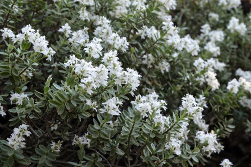 Hebe pinguifolia Pagei is an evergreen shrub produces simple leaves and spikes that lead to flowers come Summer and Autumn. This is actually a very low growing dwarf evergreen so it's perfect for regions where you want an evergreen ground cover option that doesn't reach to high especially if planted around other shrubs.