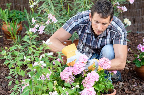  How to deadhead geraniums to keep the flowering