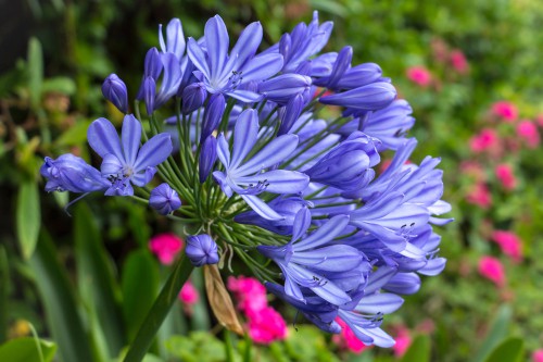 agapanthus varieties