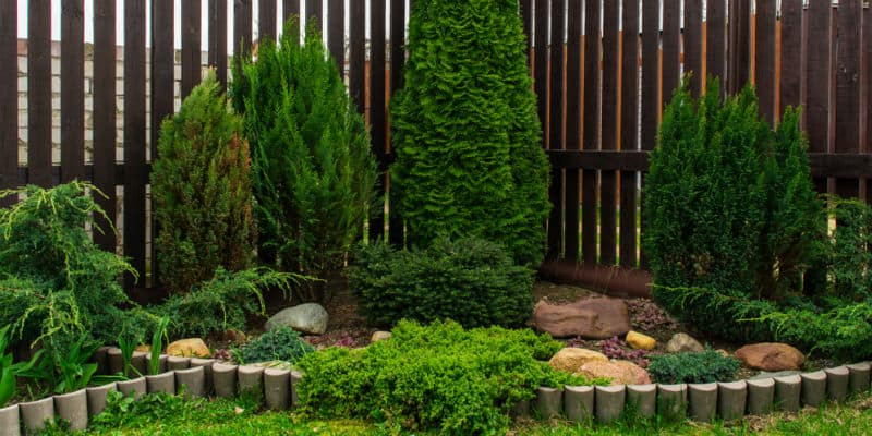 Conifers are a popular plant to grow and with many new dwarf varieties there usually a consider to suit every garden. We look at how to grow and care for conifers.