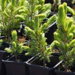 How to grow conifers from cutting