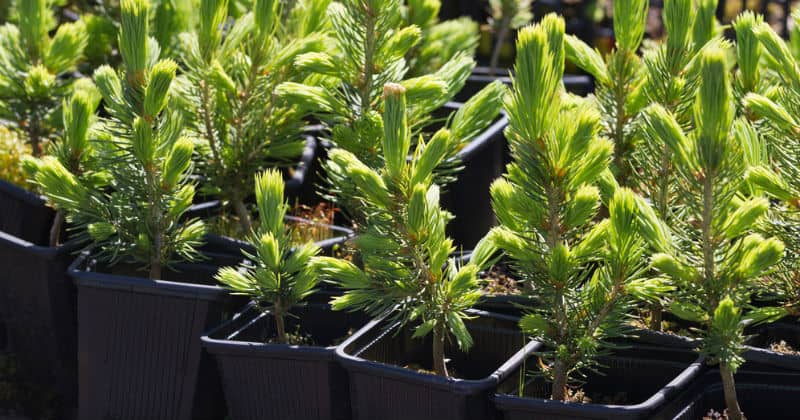How to grow conifers from cutting